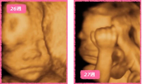 7ヶ月(24週~27週)の赤ちゃんの写真