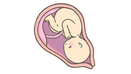 胎内にいる赤ちゃんのイラスト